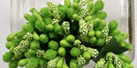 Bead Berry Spray Clusters Green