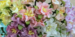 Miniature Gardenias Mixed Color 