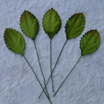 Leaves