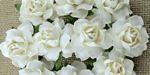 Wild Orchid Craft 25mm Cottage Roses White RESTOCKED!