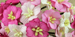 Wild Orchid Craft Apple Blossoms Mixed Pink