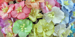Wild Orchid Craft Apple Blossoms Mixed Pastel RESTOCKED!