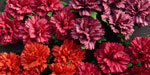 Wild Orchid Crafts Carnations Mixed Red