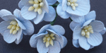 Wild Orchid Craft Cherry Blossoms Baby Blue