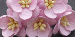 Wild Orchid Craft Cherry Blossoms Baby Pink