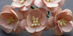 Wild Orchid Craft Cherry Blossoms Peach