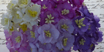 Wild Orchid Craft Cherry Blossoms Mixed Purple/Lilac