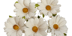 Wild Orchid Craft Chrysanthemums White 