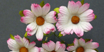 Wild Orchid Craft Chrysanthemums 2-Tone Pink