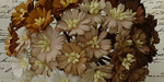 Wild Orchid Craft Cosmos Daisy Stem Flowers Brown/White
