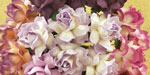 Wild Orchid Craft 25mm Cottage Roses Mixed Purple/Lilac 