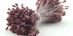 Double Head Flat Mini Stamens Wine Red