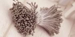 Double Head Mini Stamens Fossil