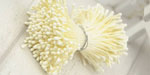 Double Head Mini Stamens Milk White 