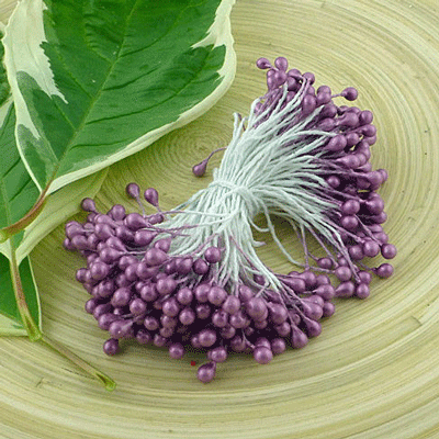 Double Head Stamens Lavender