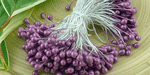 Double Head Stamens Lavender