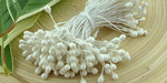 Double Head Stamens White