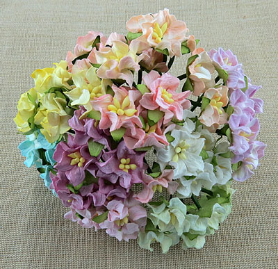 Miniature Gardenias Mixed Color RESTOCKED!