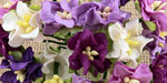 Miniature Gardenias Mixed Purple