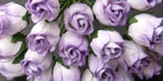 10 x 12 mm Rose Bud 2-Tone Lilac