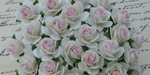 Wild Orchid Crafts Open Roses 2-Tone White w/Baby Pink Center