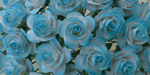 Wild Orchid Crafts Open Roses 2-Tone Light Turquoise