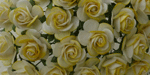 Wild Orchid Crafts Open Roses 2-Tone Yellow