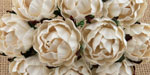 Peony Flowers Ivory