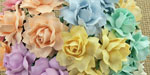 Wild Orchid Craft 25mm Cottage Roses Mixed Pastel RESTOCKED!