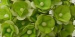 Wild Orchid Craft Sweetheart Blossoms 2-Tone Green