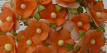 Wild Orchid Craft Sweetheart Blossoms 2-Tone Orange