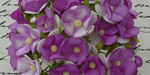 Wild Orchid Craft Sweetheart Blossoms 2-Tone Violet