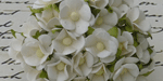 Wild Orchid Craft Sweetheart Blossoms White