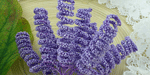 Wild Orchid Craft Spiral Stamens Lilac