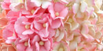 Wild Orchid Craft Sweetheart Blossoms Mixed Pink RESTOCKED!
