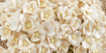 Wild Orchid Craft Miniature Sweetheart Blossoms Ivory