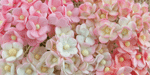 Wild Orchid Craft Miniature Sweetheart Blossoms Mixed Pink